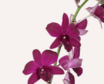 Load image into Gallery viewer, Dendrobium bigibbum
