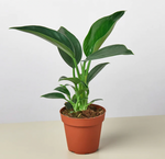 Load image into Gallery viewer, Philodendron &#39;Thai Congo&#39; AKA ‘Congo Green’

