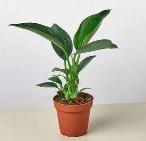 Philodendron 'Thai Congo' AKA ‘Congo Green’
