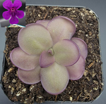 Load image into Gallery viewer, Pinguicula &#39;Leilani&#39;

