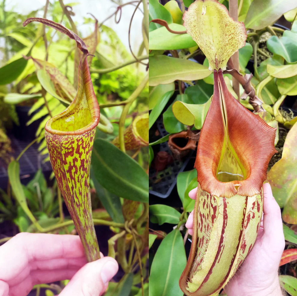 Nepenthes 'Fancy Tapestry'