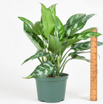 Load image into Gallery viewer, Aglaonema &#39;Maria&#39;
