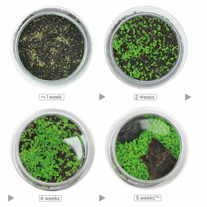 Water Garden - Plant Aquarium
