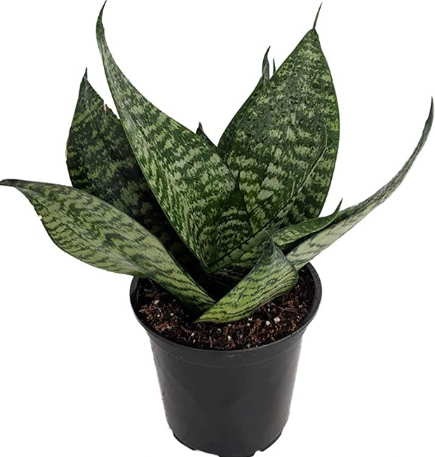 Sansevieria 'Robusta'