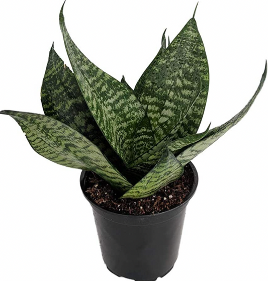 Sansevieria 'Robusta'
