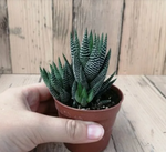 Load image into Gallery viewer, Haworthia conspicua
