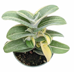 Load image into Gallery viewer, Tradescantia sillamontana &#39;White Velvet&#39; Variegated
