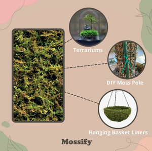 Mossify Premium Forest Moss