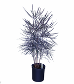 Load image into Gallery viewer, Aralia elegantissima
