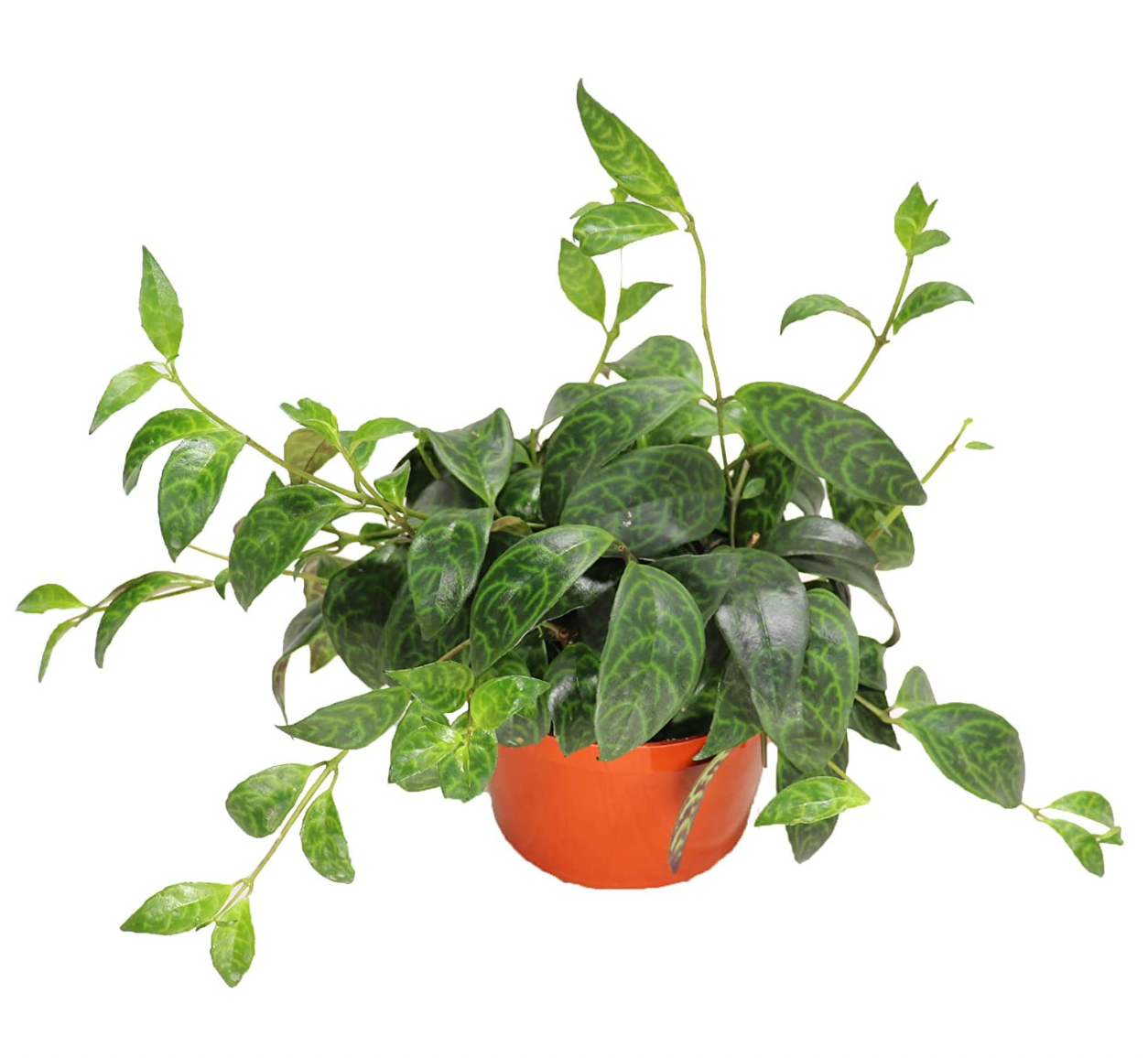 Black Pagoda Lipstick Plant