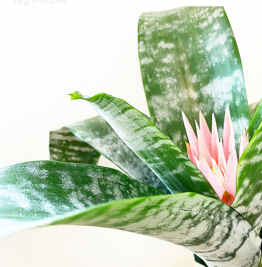 Aechmea fasciata - The Plant Lady SF
