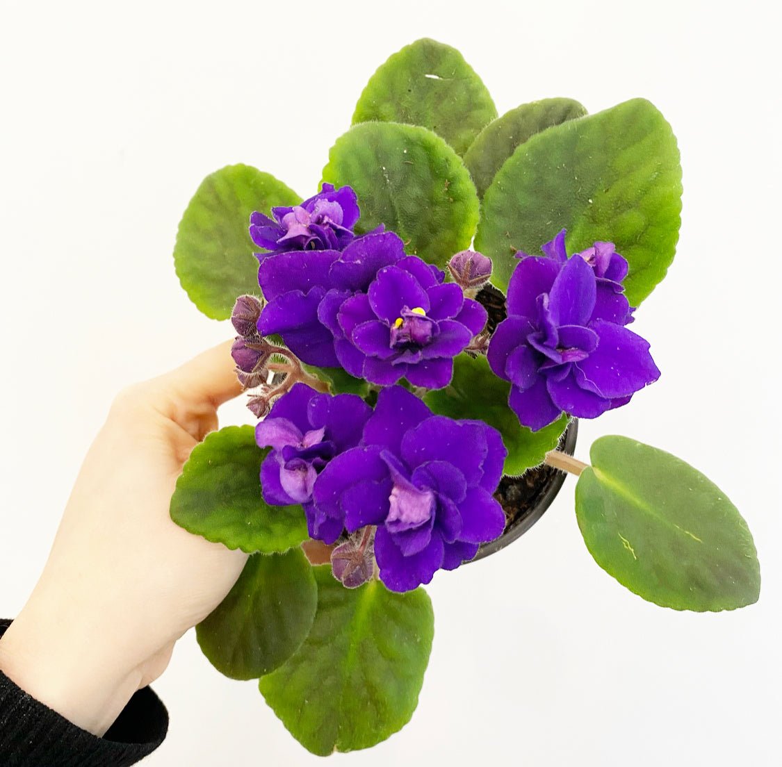 African Violet - The Plant Lady SF