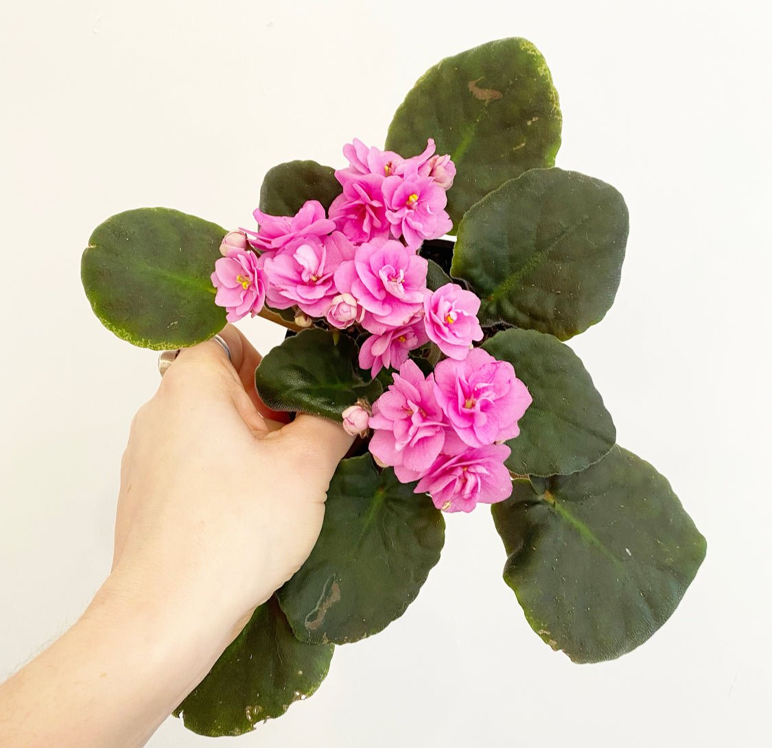 African Violet - The Plant Lady SF
