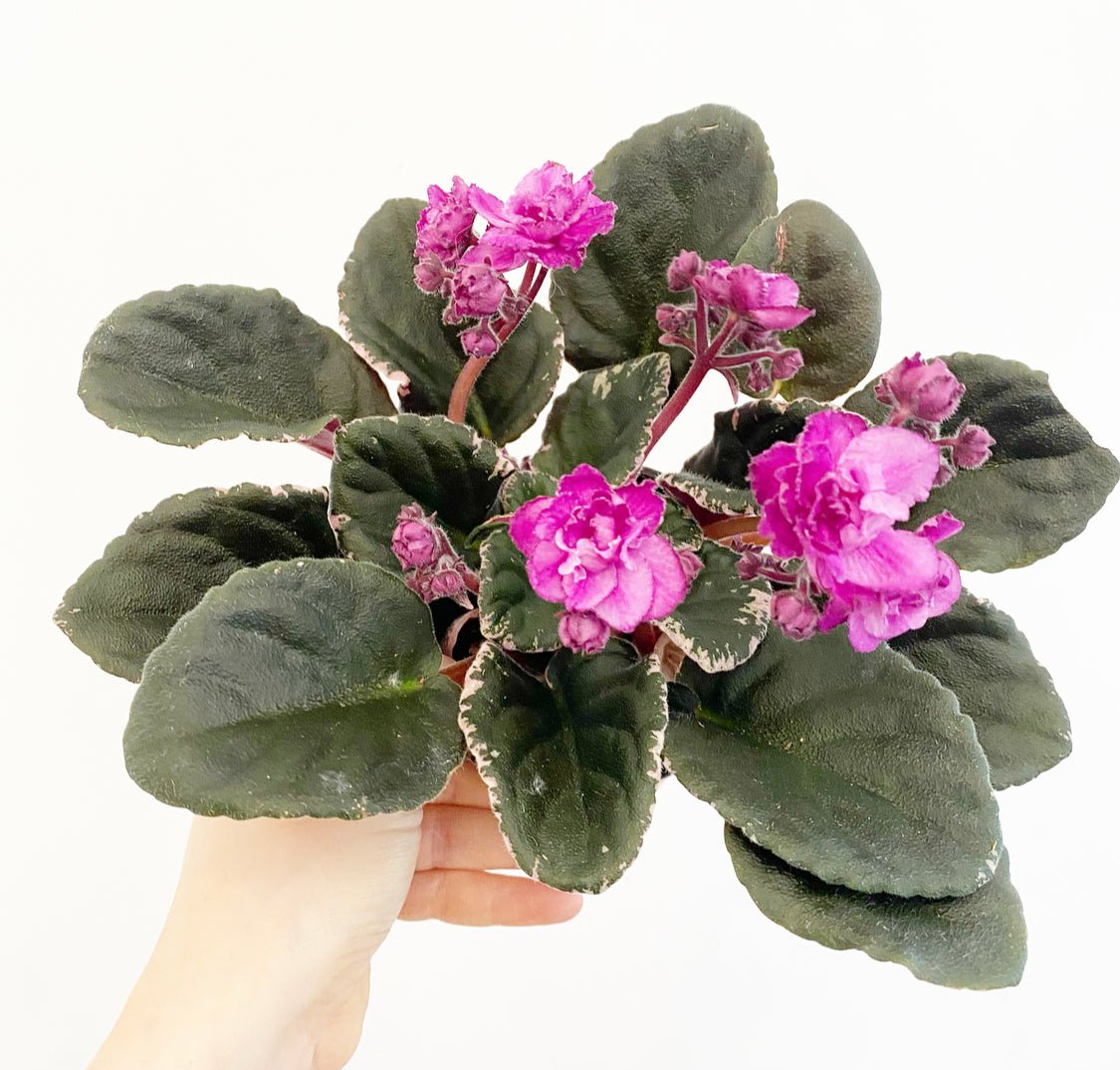 African Violet - The Plant Lady SF