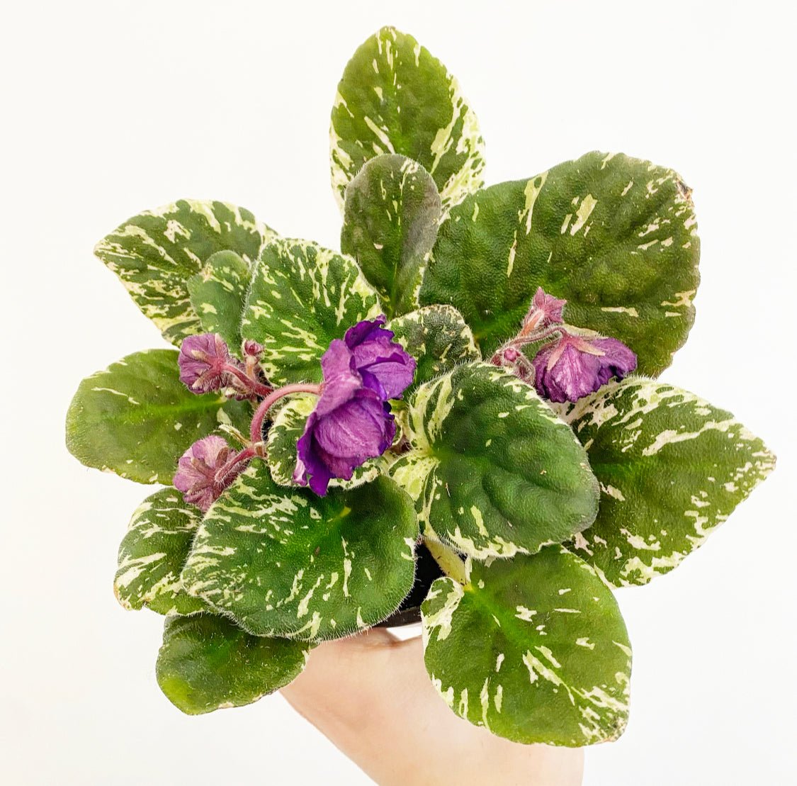 African Violet - Thumbnail 4