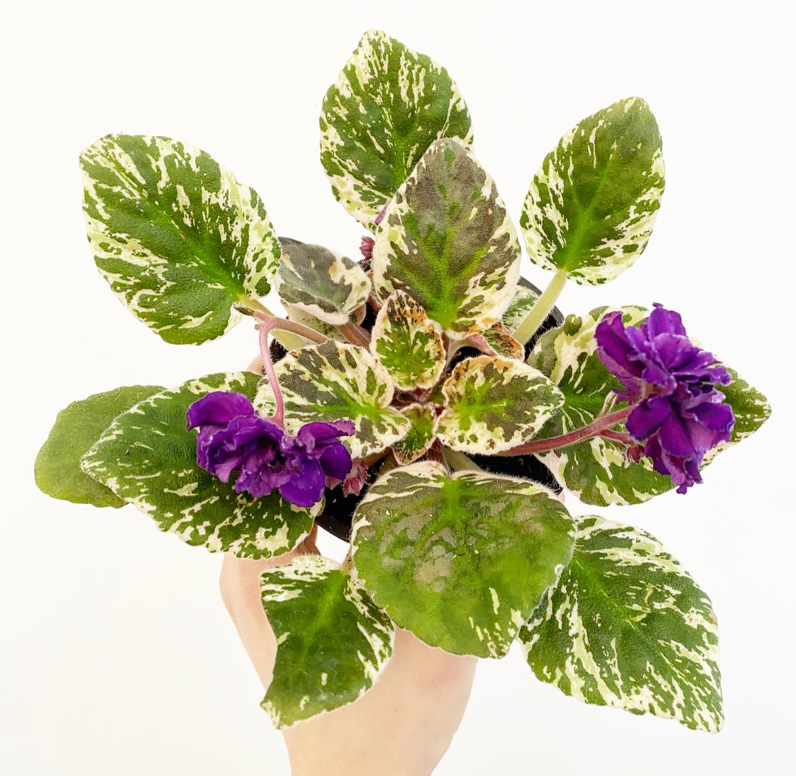 african violet succulent African Violet (Saintpaulia ionantha) – The Plant Lady SF