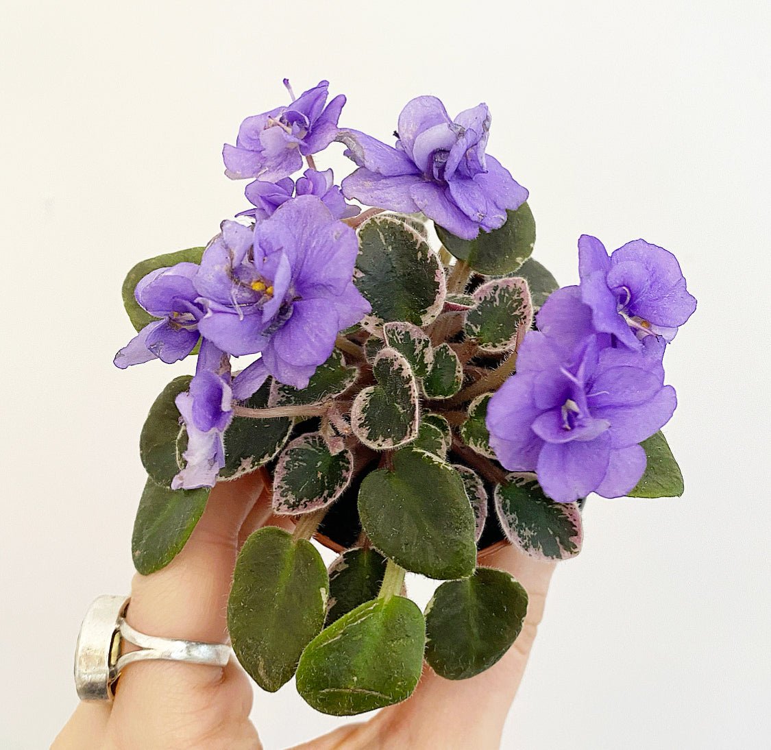 African Violet - The Plant Lady SF