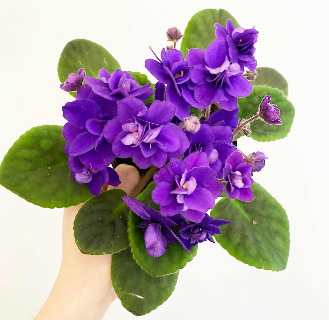 African Violet - Thumbnail 5
