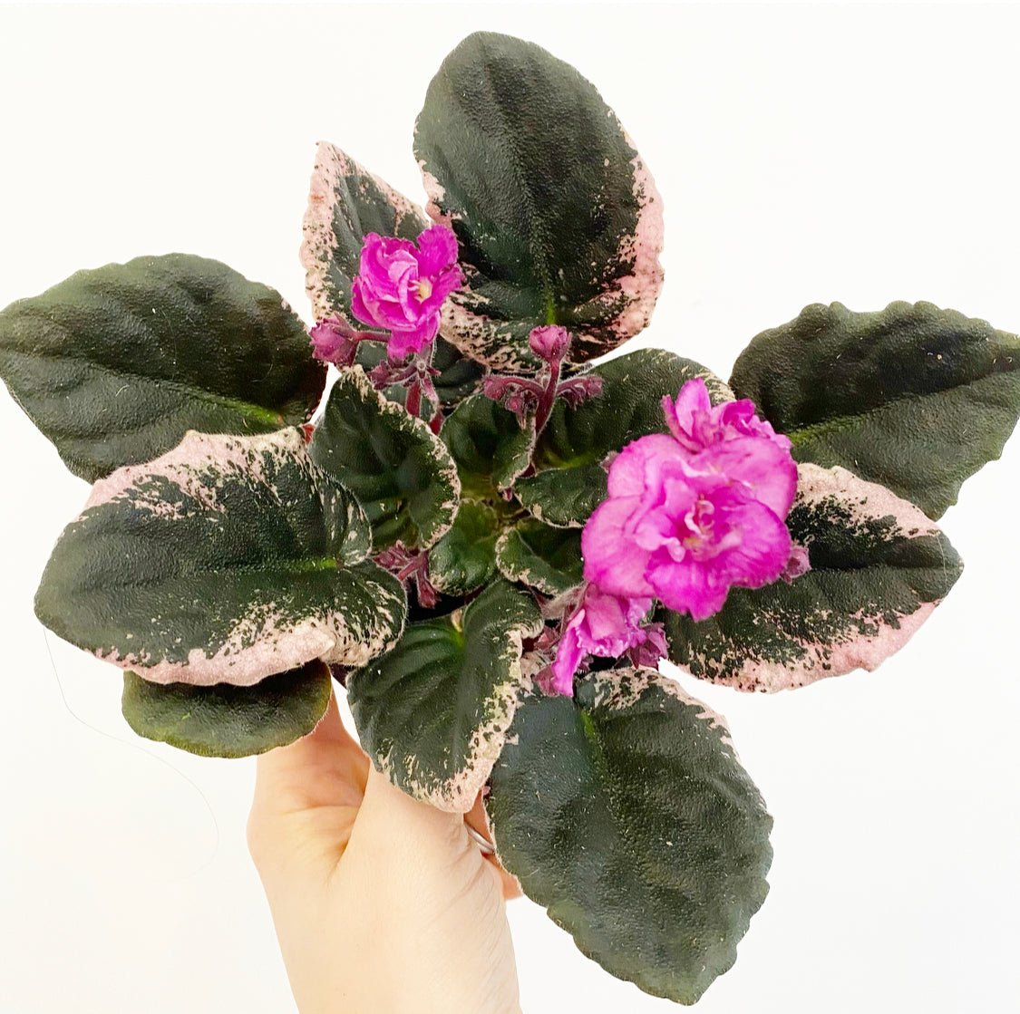 African Violet - The Plant Lady SF