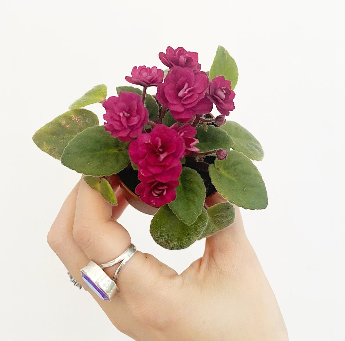 African Violet - The Plant Lady SF
