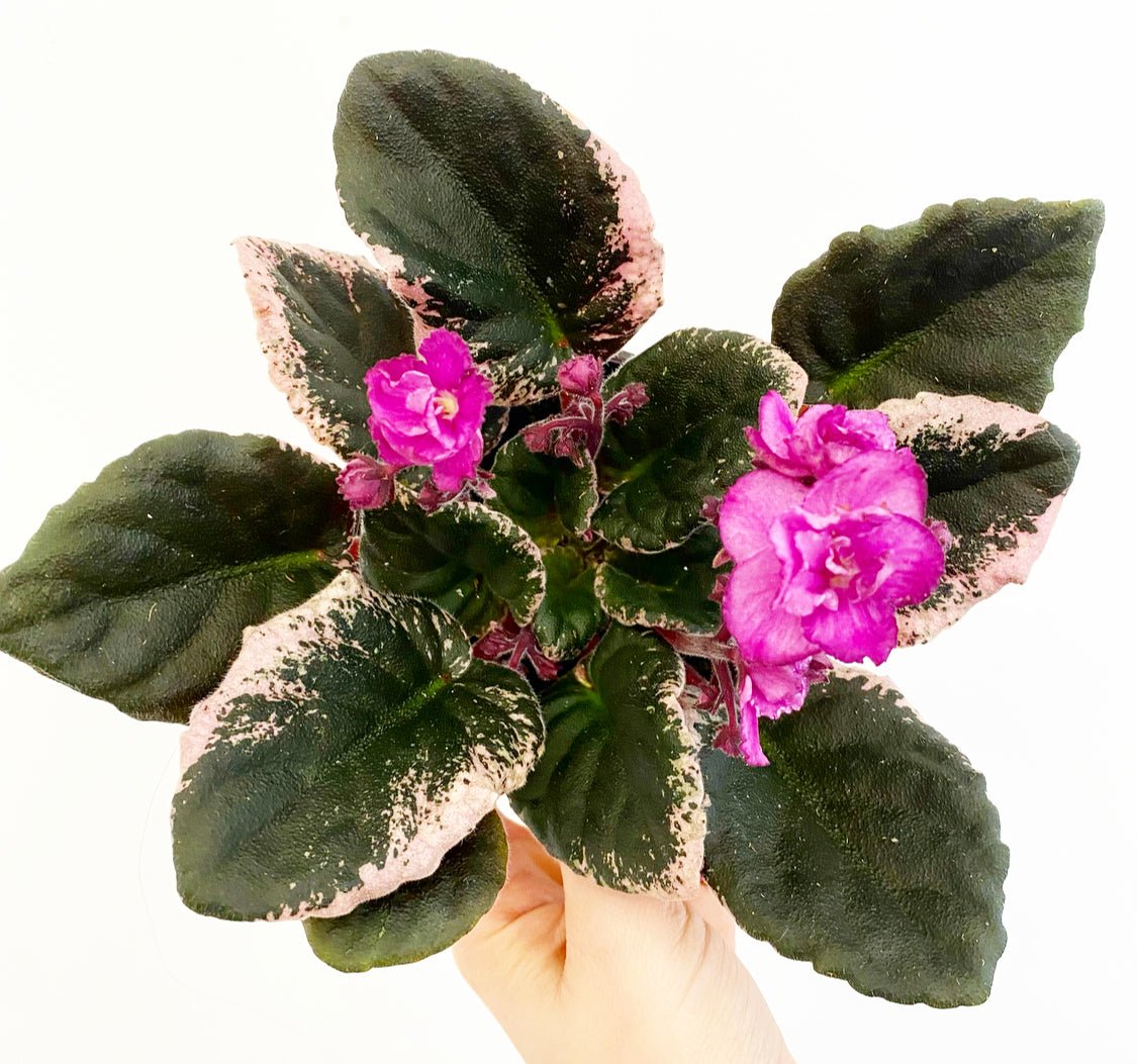 African Violet - The Plant Lady SF