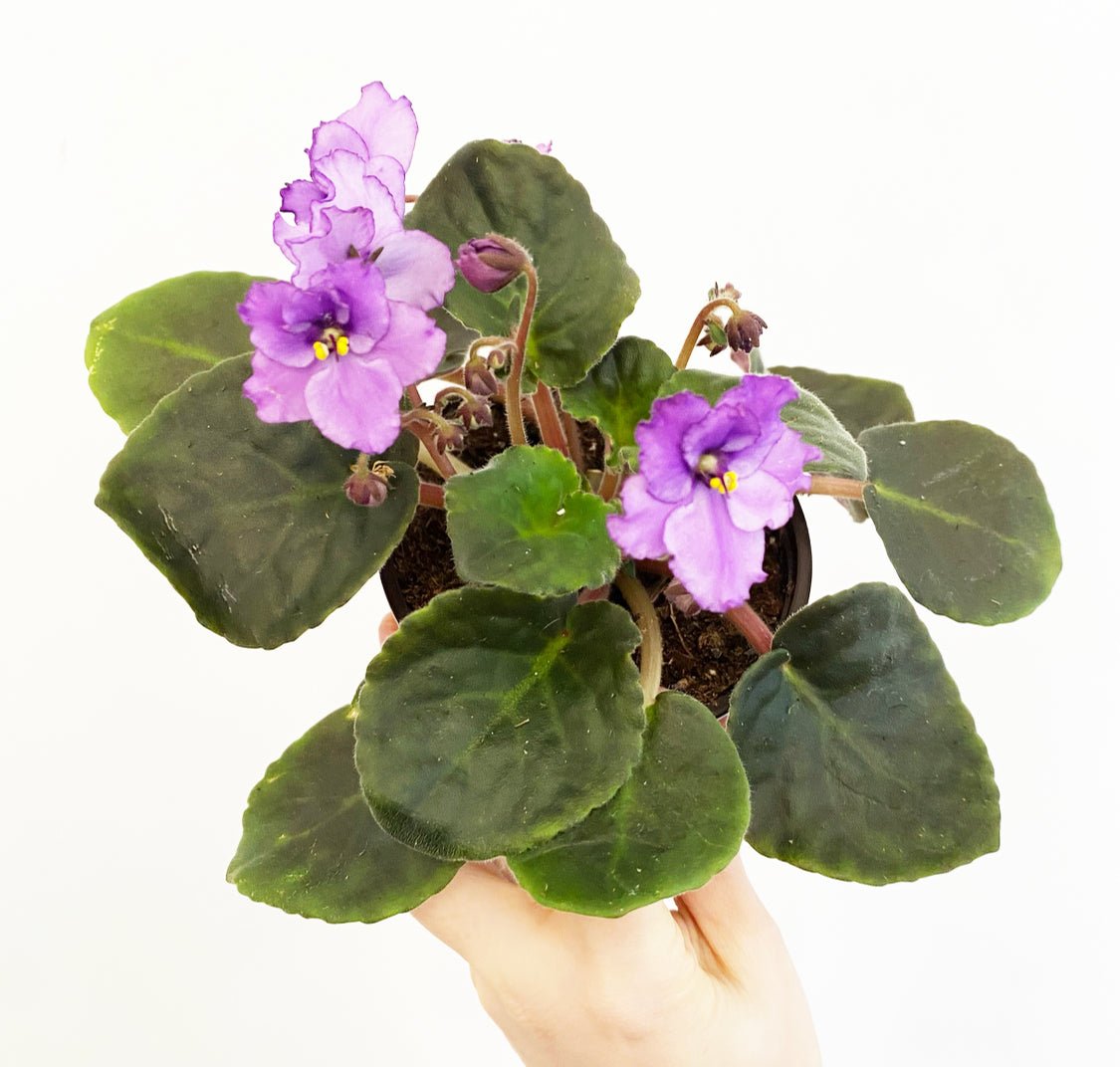 African Violet - The Plant Lady SF