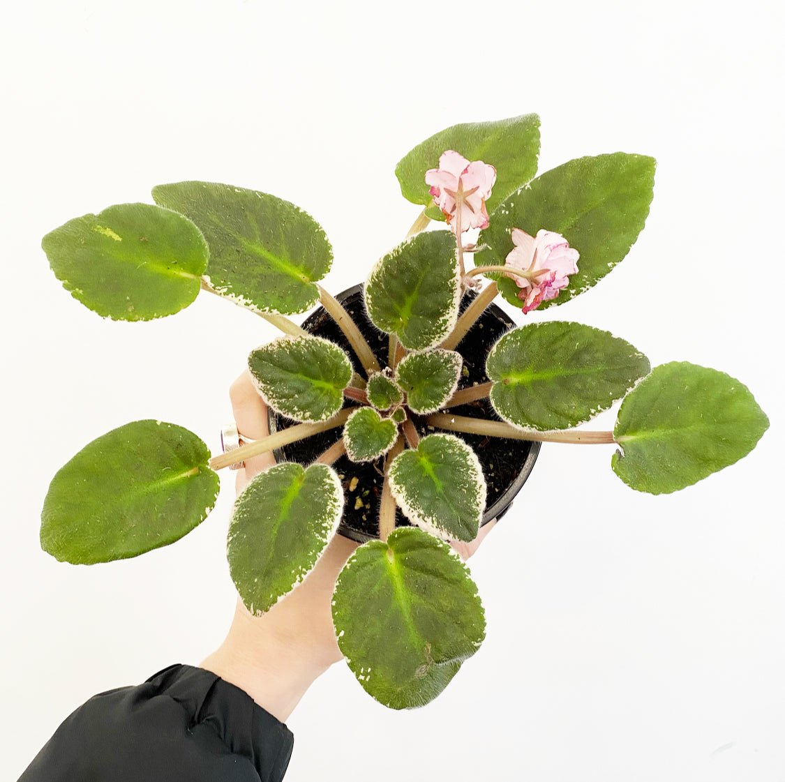 African Violet - The Plant Lady SF