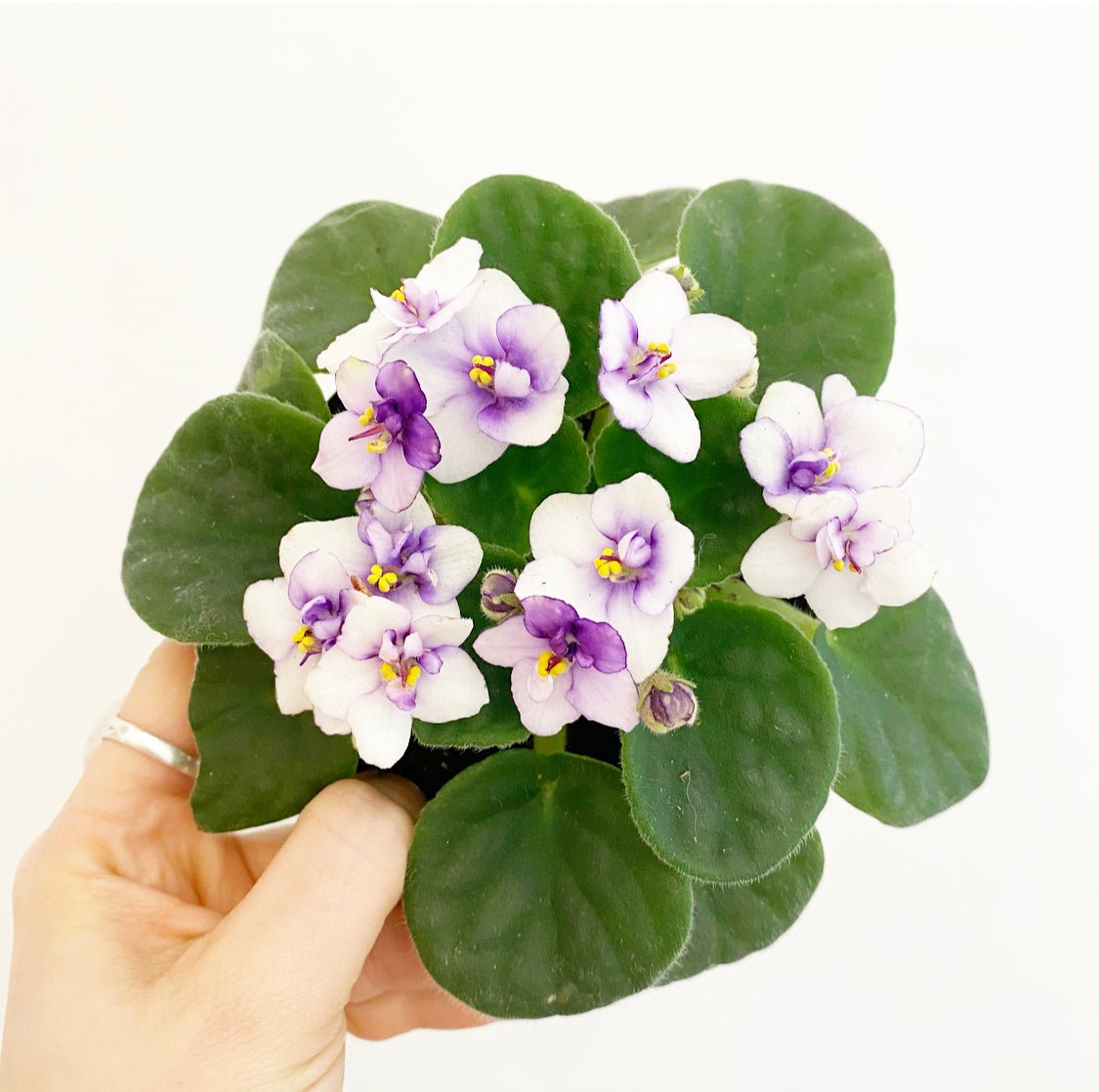 African Violet - The Plant Lady SF