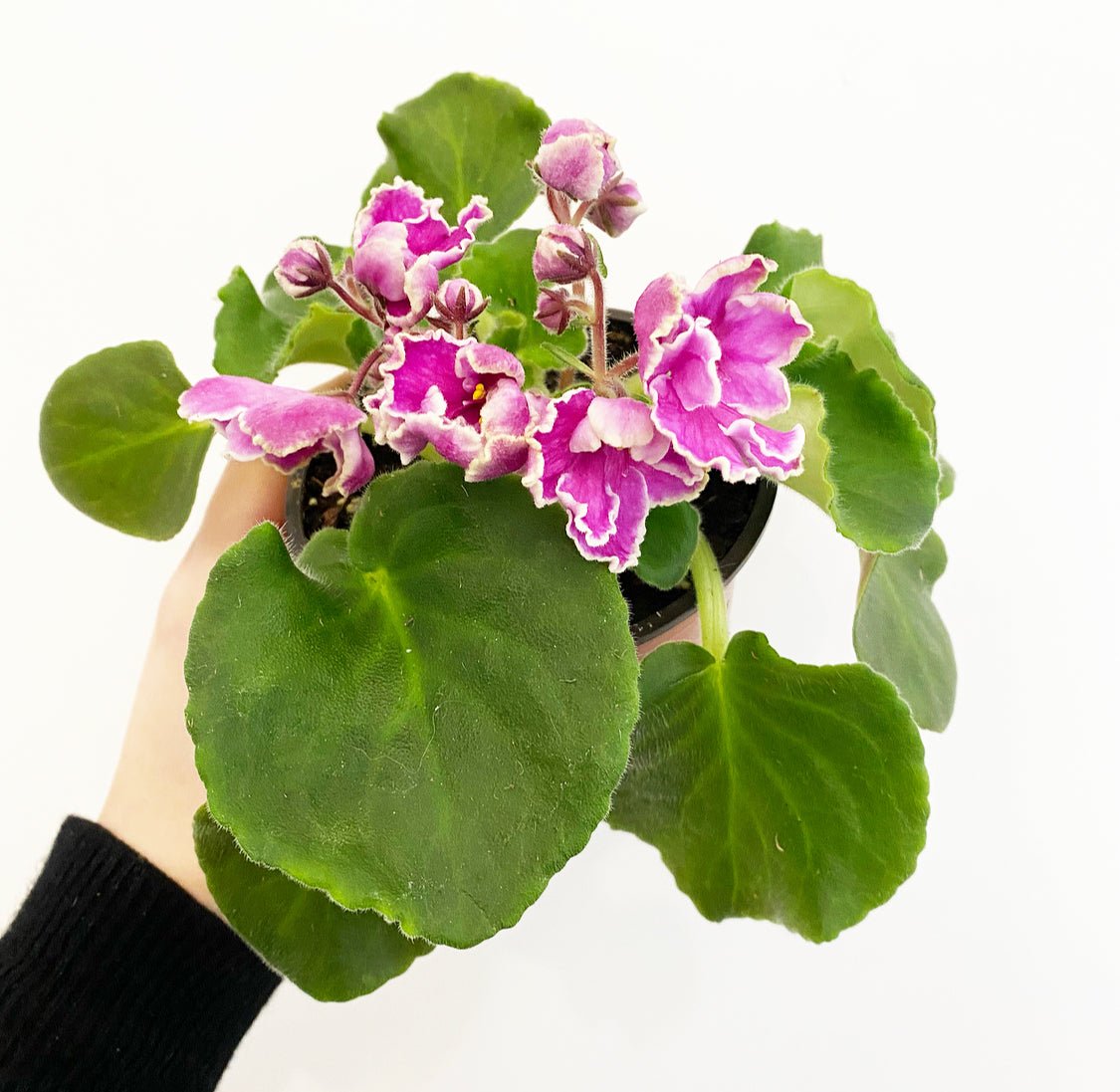 African Violet - The Plant Lady SF
