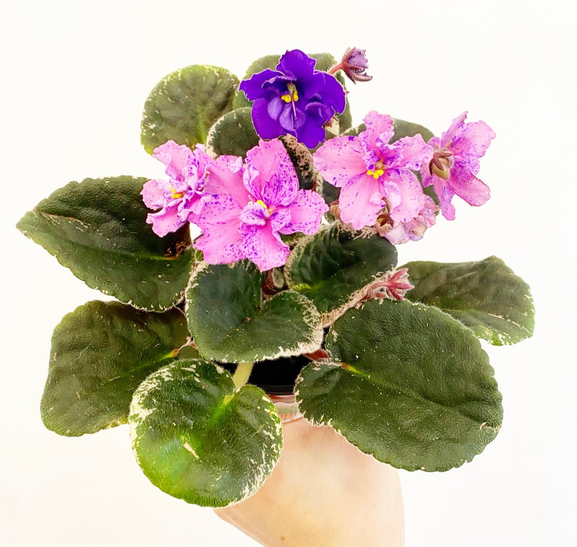 African Violet - The Plant Lady SF