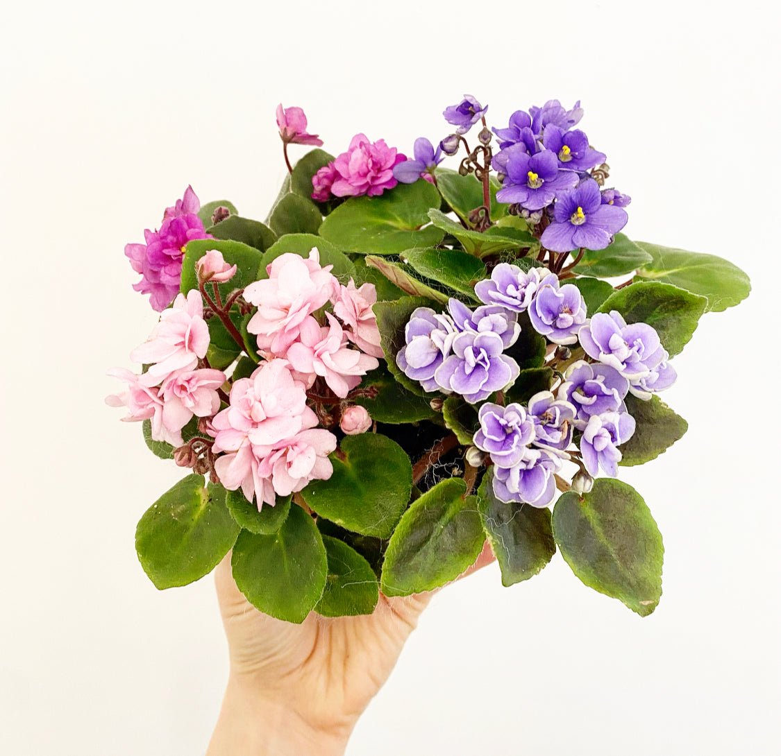African Violet - The Plant Lady SF