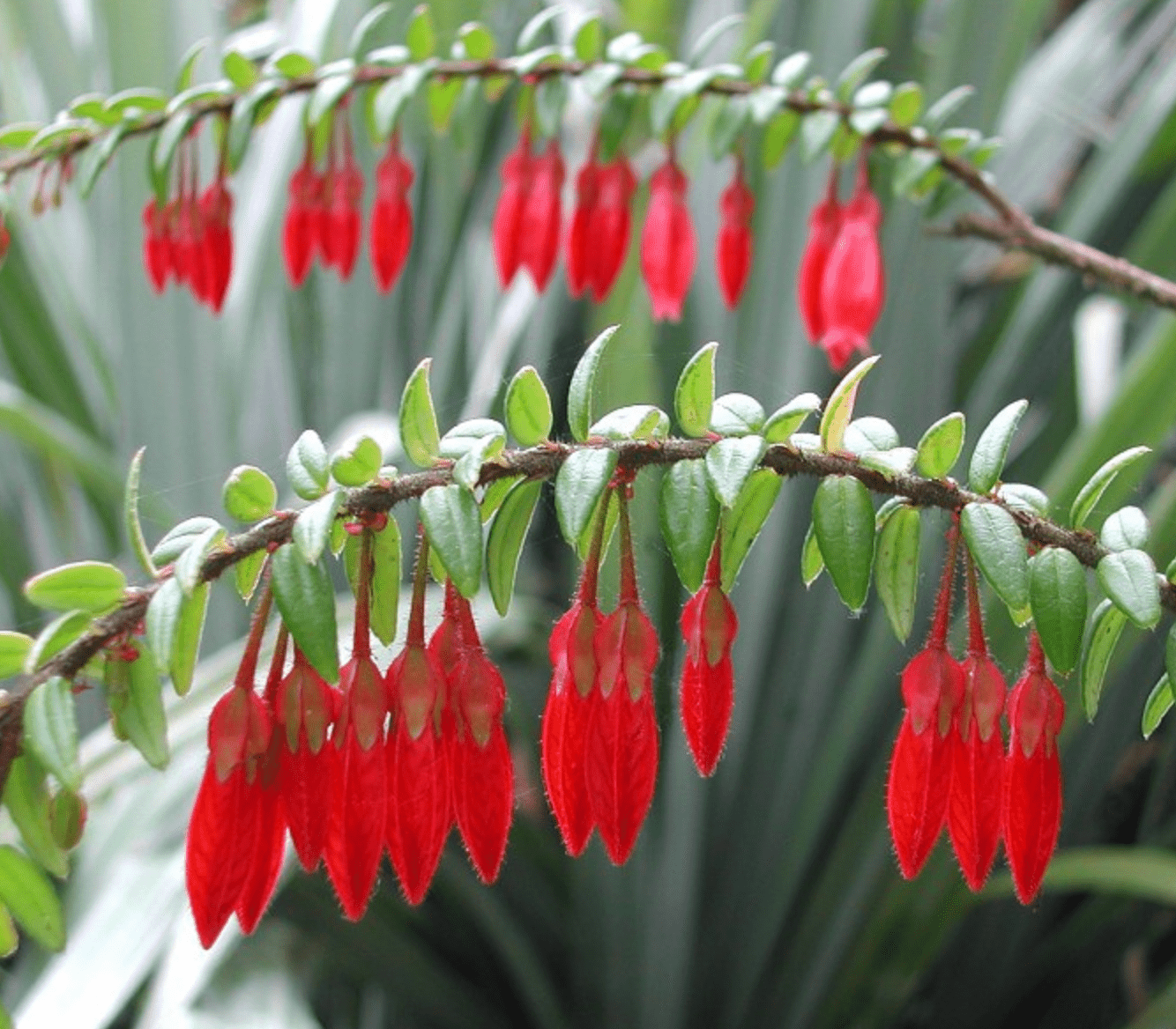 Agapate serpens - The Plant Lady SF