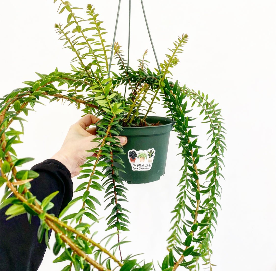 Agapate serpens - The Plant Lady SF