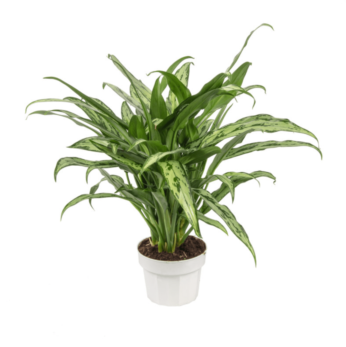 Aglaonema 'Cutlass' - The Plant Lady SF