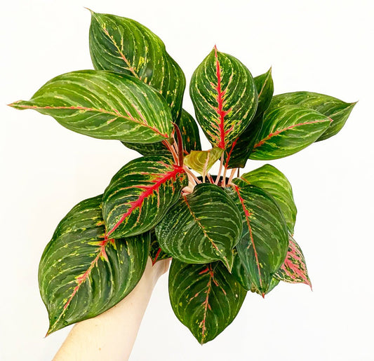 Aglaonema 'Garnet Coltrane' - The Plant Lady SF
