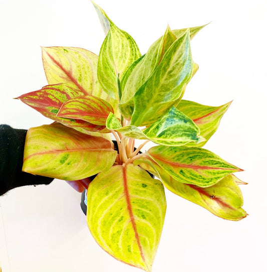 Aglaonema 'Golden Papaya' - The Plant Lady SF