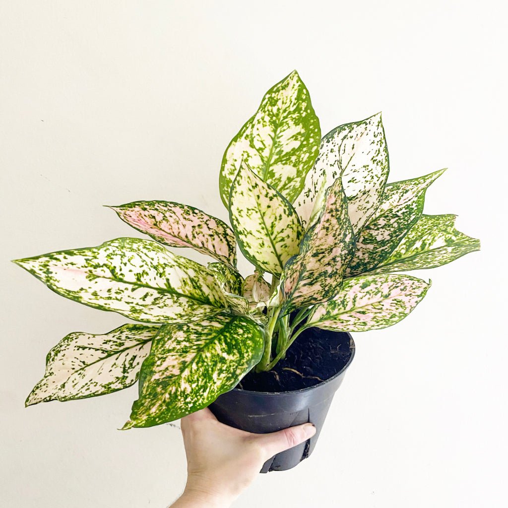 Aglaonema 'Lady Valentine' - The Plant Lady SF
