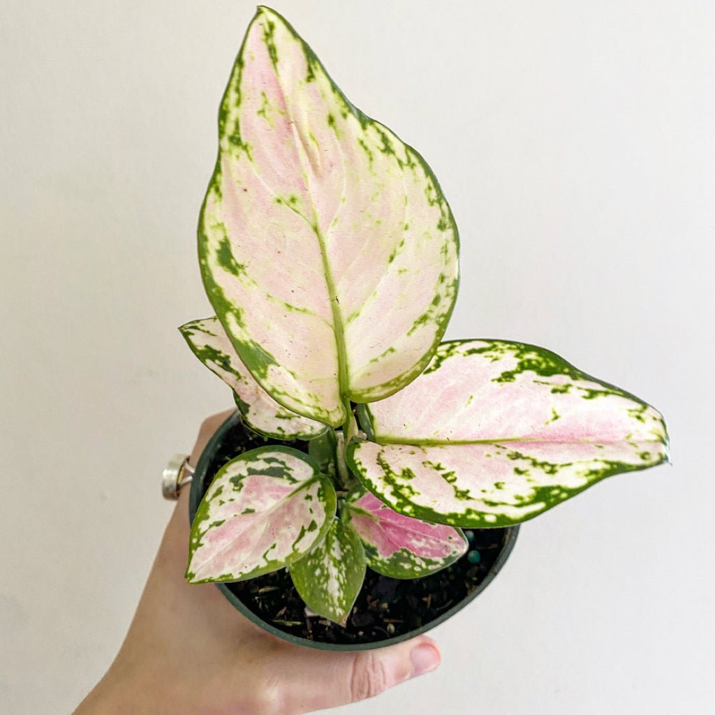 Aglaonema 'Lady Valentine' - The Plant Lady SF