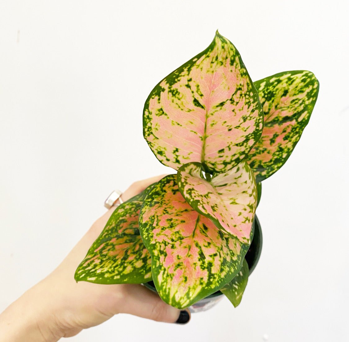 Aglaonema 'Lady Valentine' - The Plant Lady SF