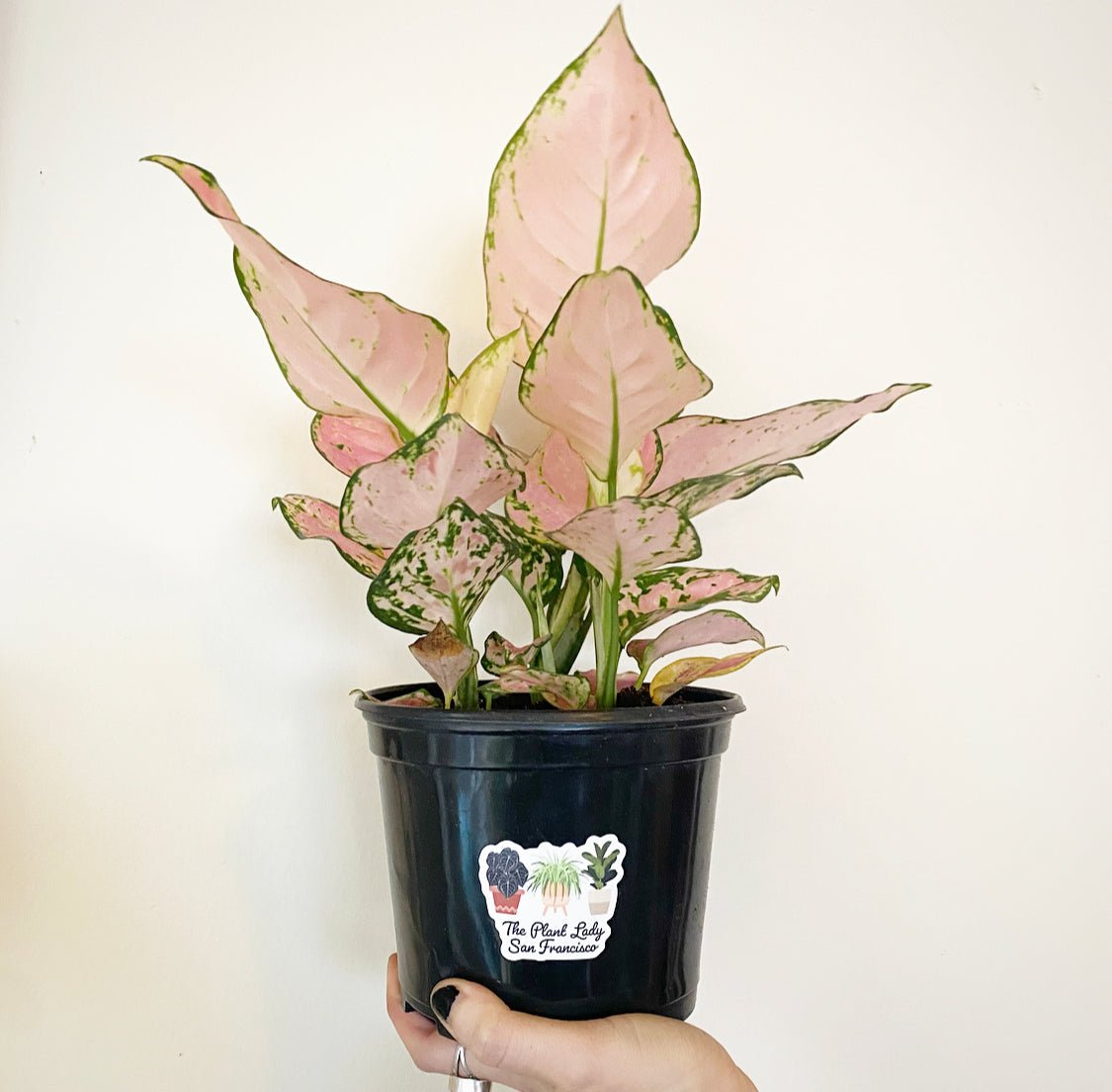 aglaonema strawberry shortcake Aglaonema 'Lady Valentine'