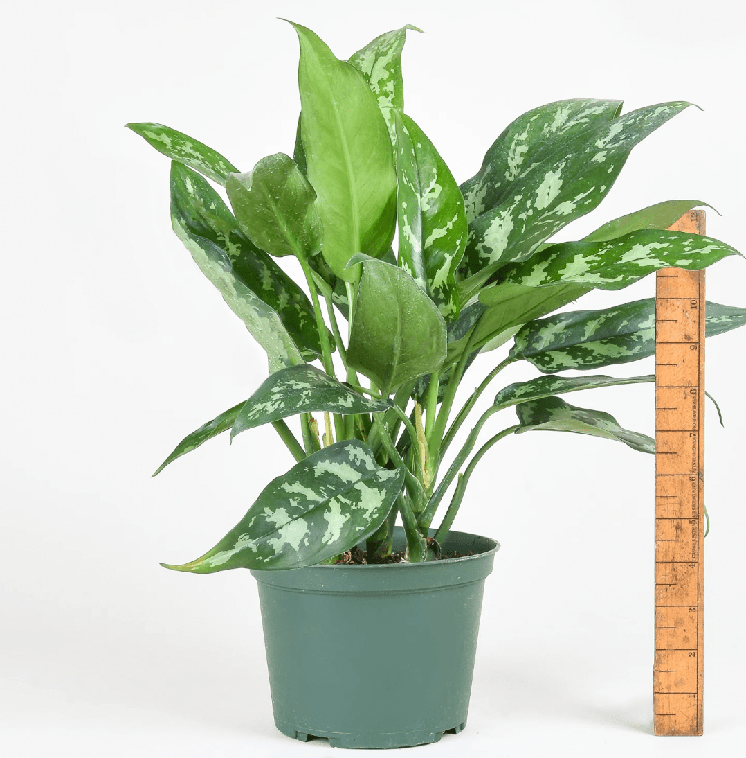 Aglaonema 'Maria' - The Plant Lady SF