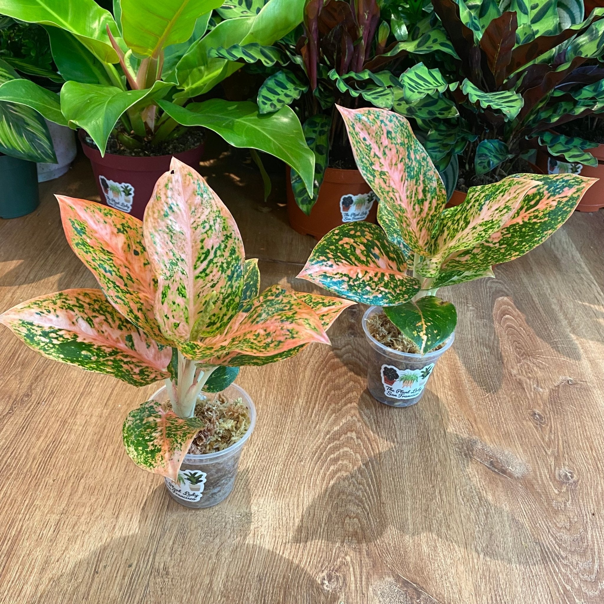 ロタンダム専用　Aglaonema Orange Stardustなど2苗 213.jpg