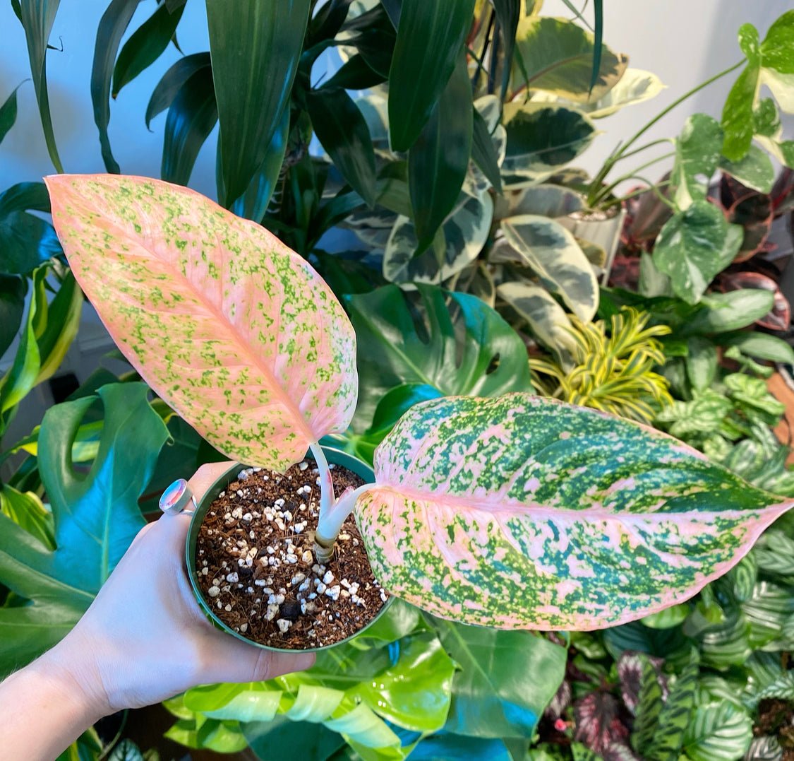 Aglaonema Orange Stardust - The Plant Lady SF