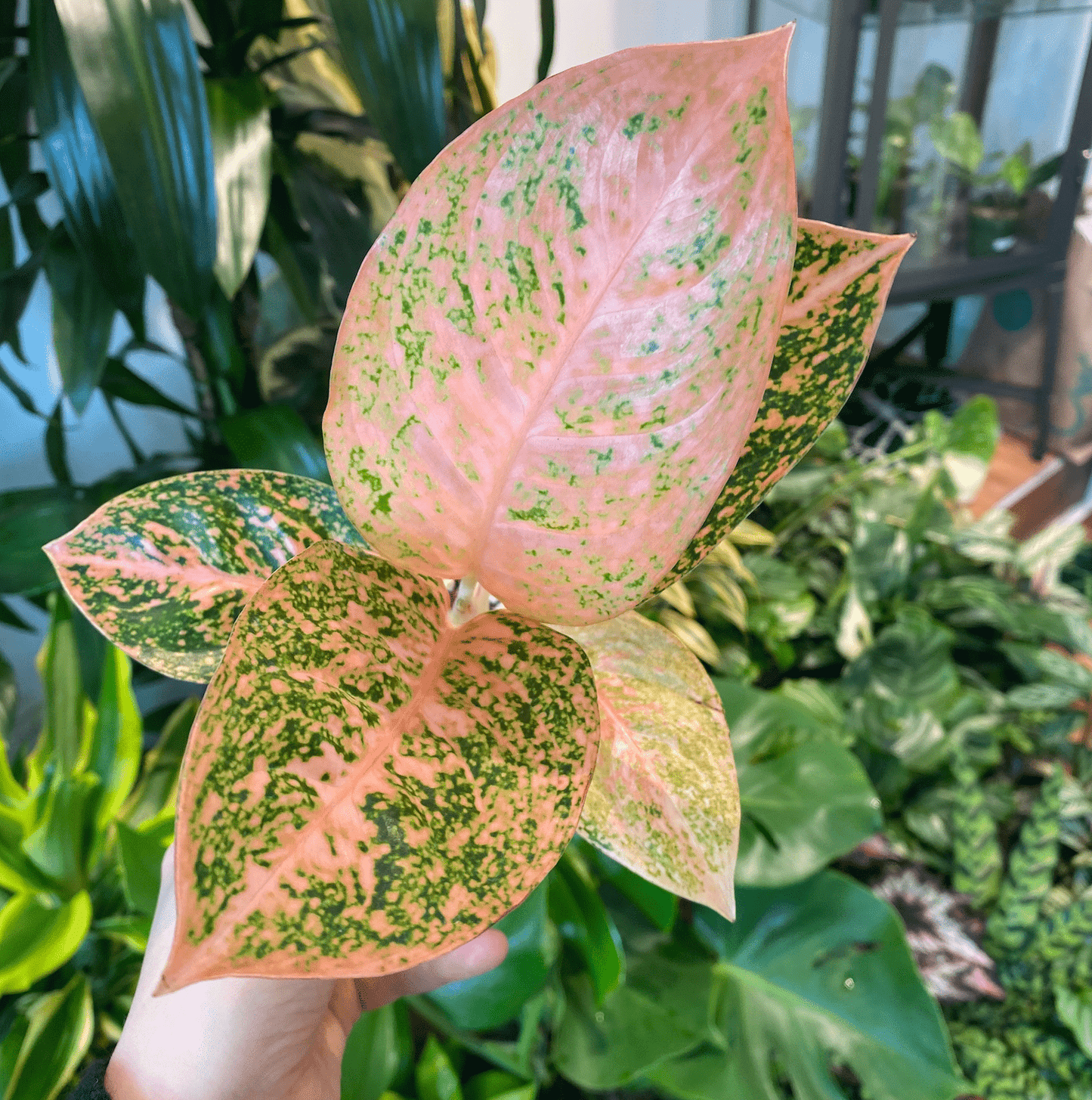 red stardust aglaonema Aglaonema Orange Stardust