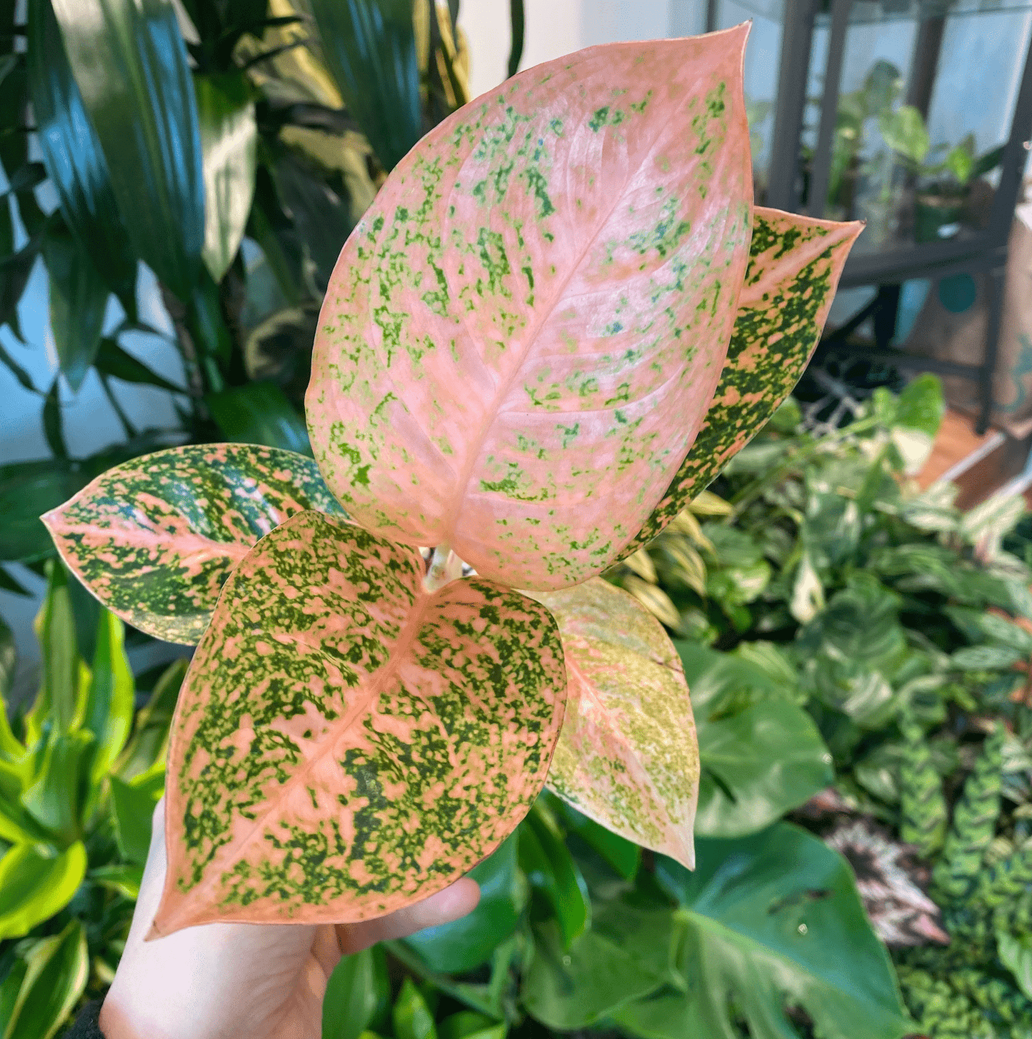 Aglaonema Orange Stardust - The Plant Lady SF