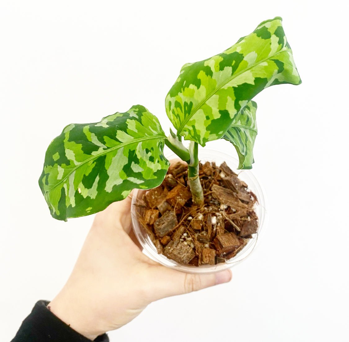 Aglaonema pictum 'Tricolor' – The Plant Lady SF