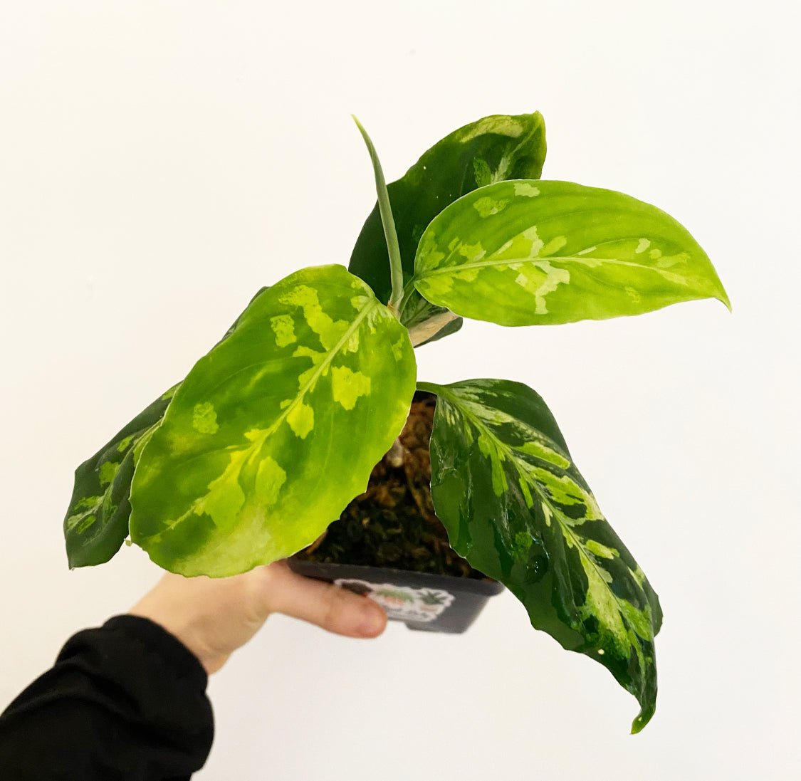 Aglaonema pictum 'Tricolor' - The Plant Lady SF