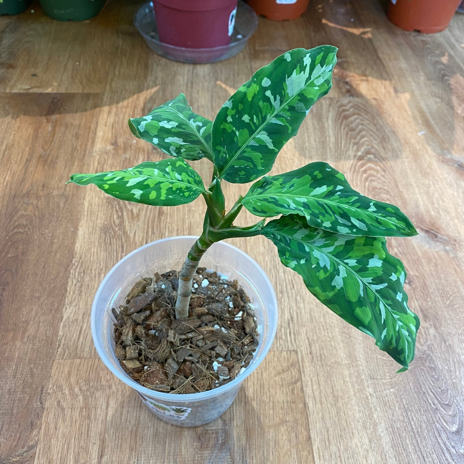 Aglaonema pictum 'Tricolor' - The Plant Lady SF