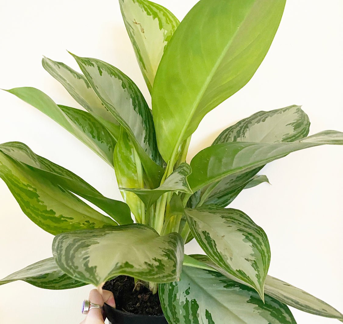 Aglaonema 'Silver Bay' - The Plant Lady SF