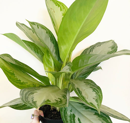 Aglaonema 'Silver Bay' - The Plant Lady SF